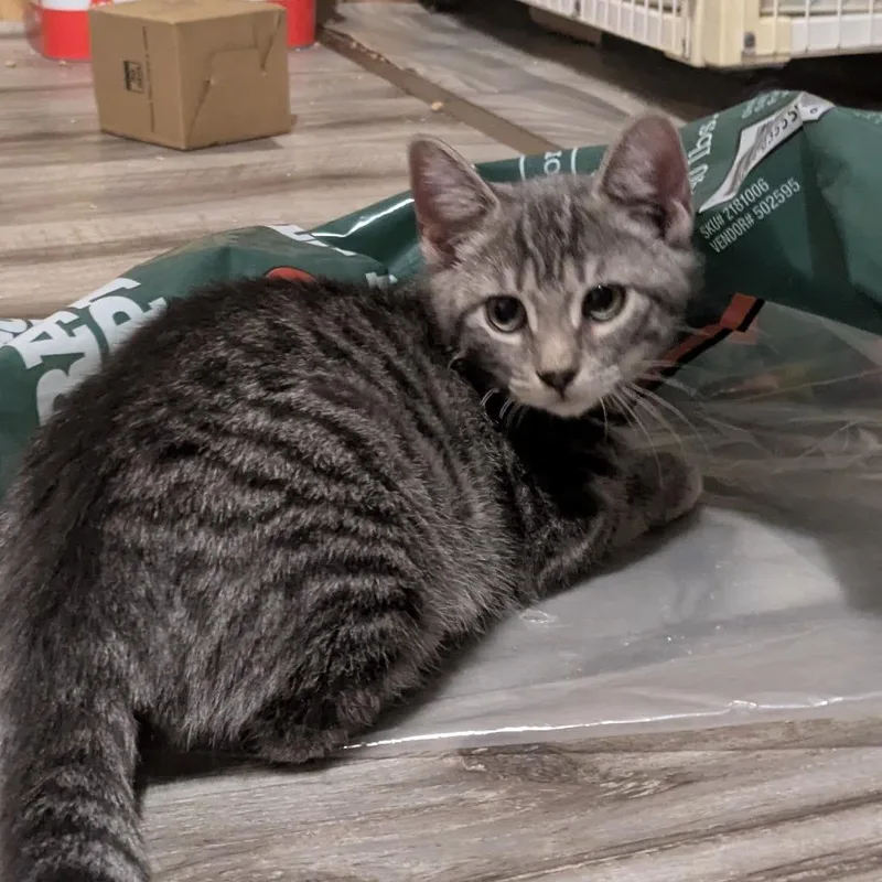 A baby small-sized female Gray / Blue / Silver Domestic Short Hair cat named Labret for adoption in Binghamton, NY