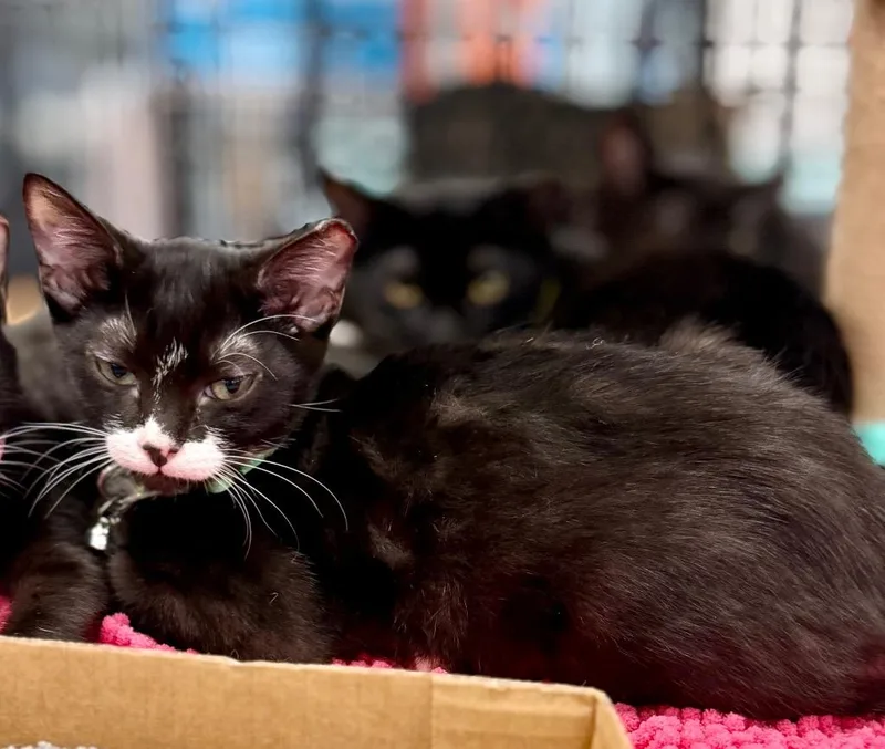 A baby small-sized male Domestic Short Hair cat named Kaiser for adoption in Augusta, GA