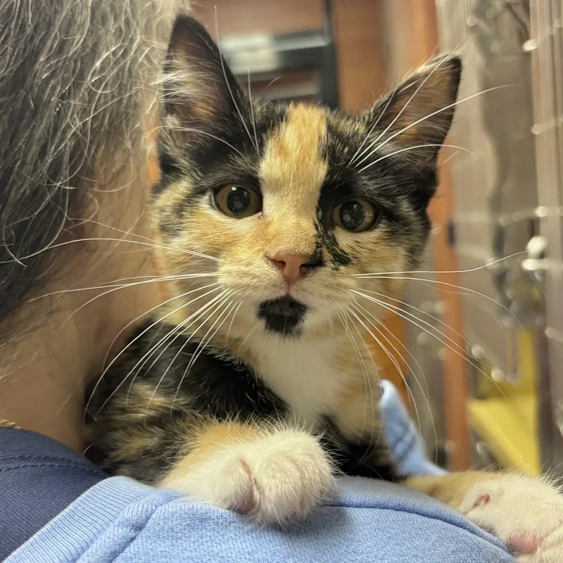 A baby medium-sized female Domestic Short Hair cat named Dolly for adoption in Sonora, CA