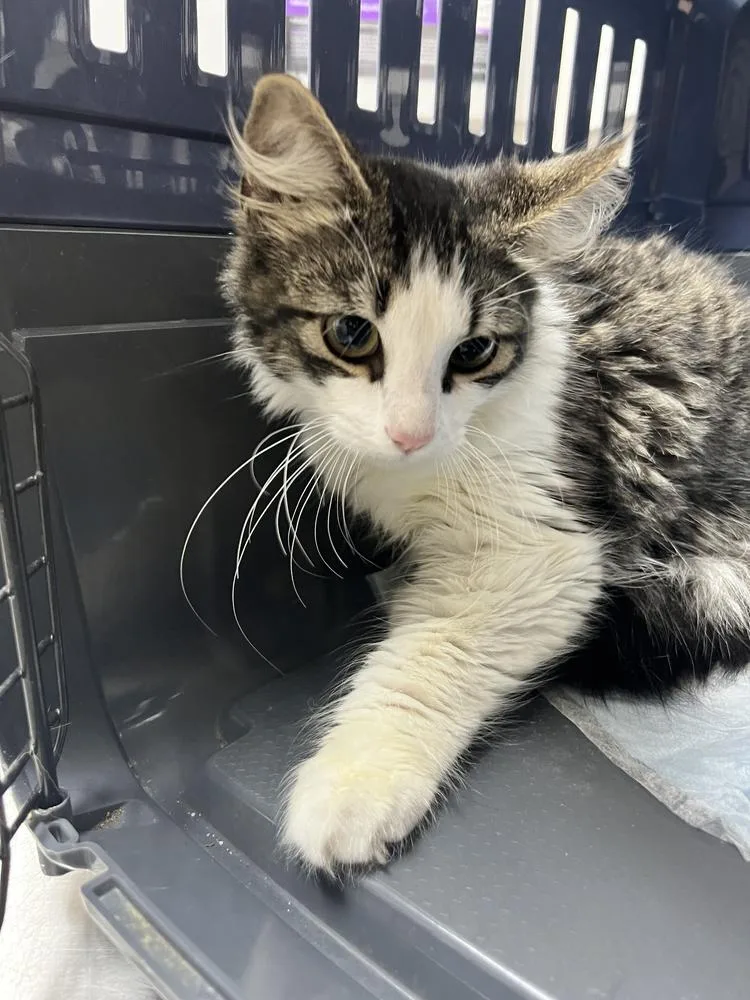 A baby small-sized male Domestic Long Hair cat named Bartholomew for adoption in DELTONA, FL