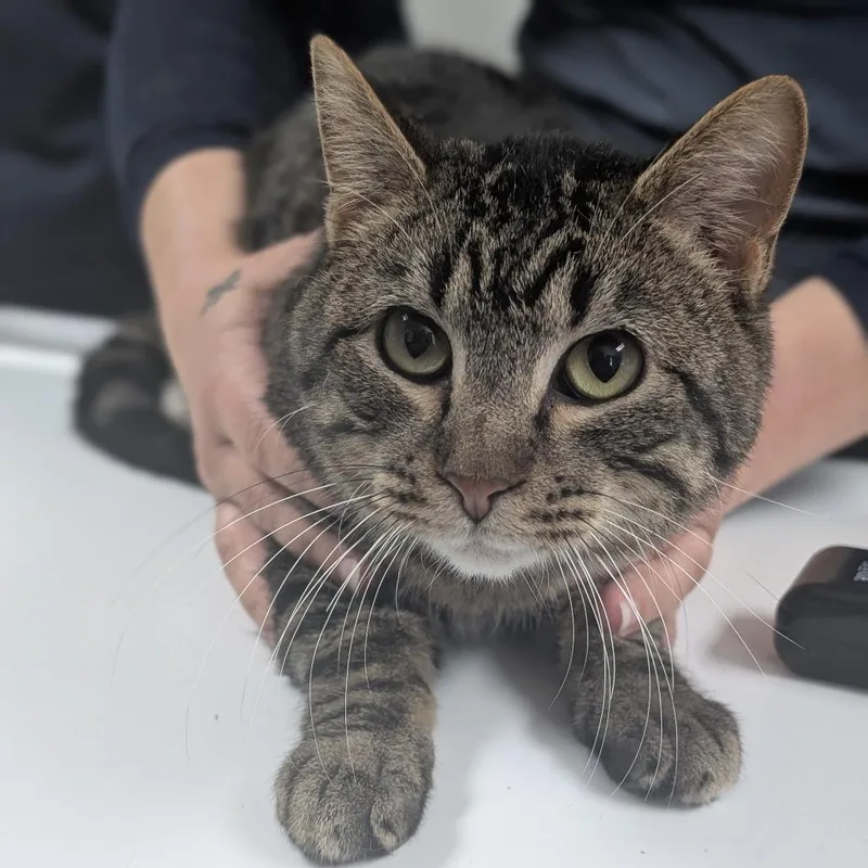 An adult medium-sized male Brown / Chocolate Domestic Short Hair cat named Howie for adoption in Canton, IL
