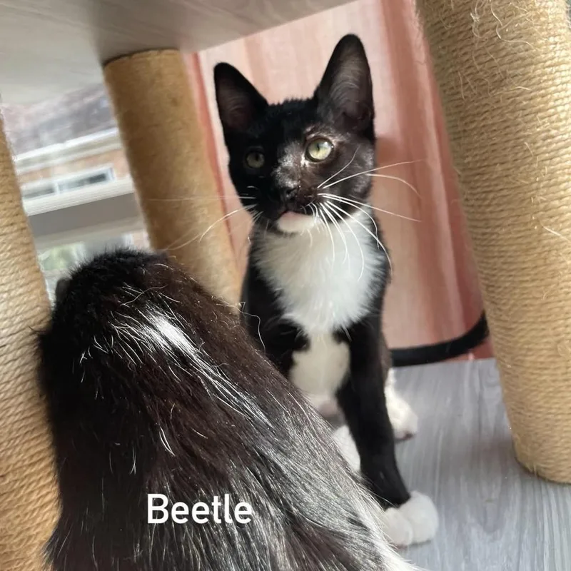 Beetle thumbnail 3