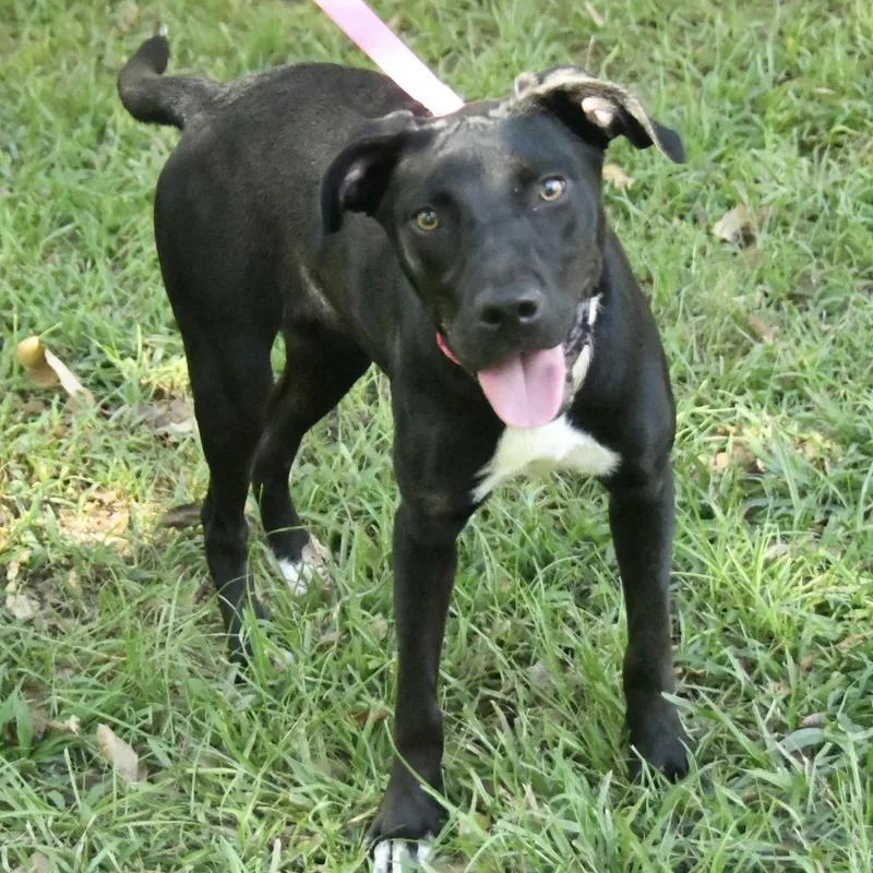 A young medium-sized female Terrier dog named Soso for adoption in Natchez, MS