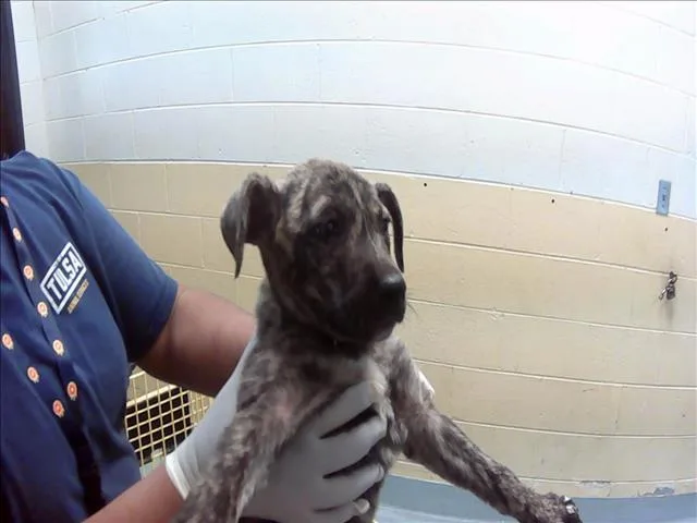 A baby small-sized female Pit Bull Terrier dog named Becky for adoption in Tulsa, OK