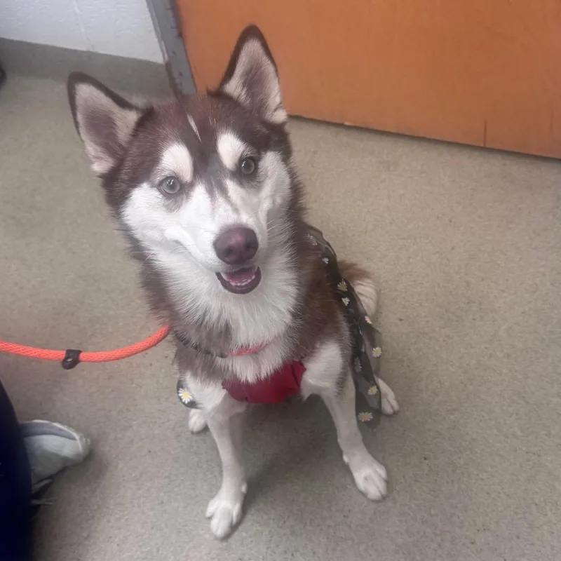 A young medium-sized female Red / Chestnut / Orange Husky dog named Bianca for adoption in Birdsboro, PA