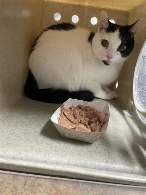 An adult medium-sized female Domestic Short Hair cat named Phoebe for adoption in Tallahassee, FL