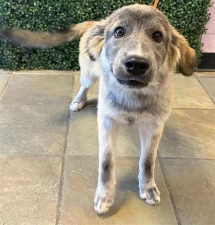 A baby medium-sized female Yellow / Tan / Blond / Fawn Shepherd dog named 61803562 for adoption in El Paso, TX