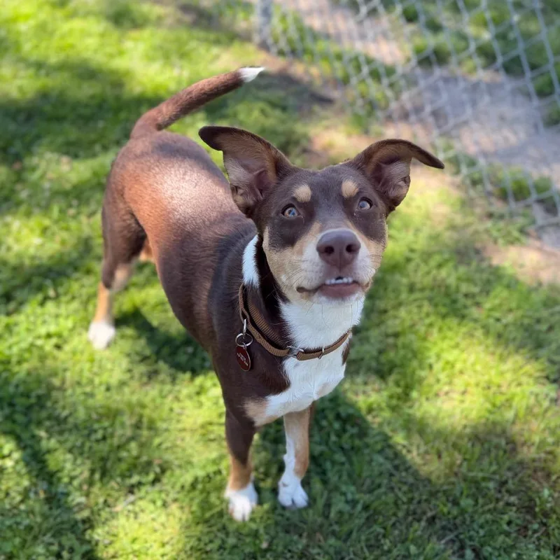A young medium-sized female Brown / Chocolate Australian Cattle Dog / Blue Heeler dog named Rosie for adoption in Tulsa, OK