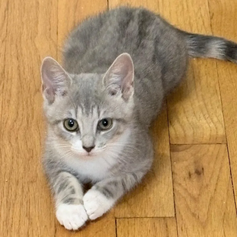A baby medium-sized female Gray / Blue / Silver Tabby cat named Tiger for adoption in Hyattsville, MD