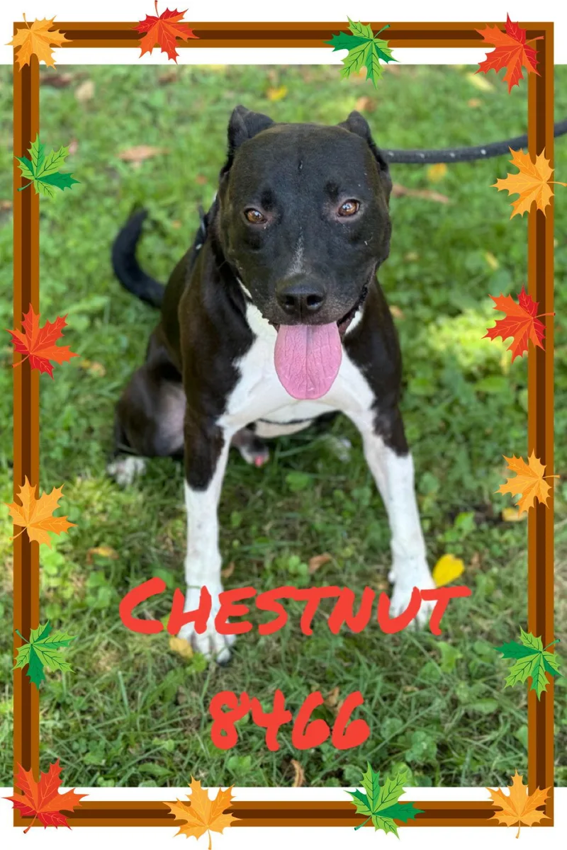 Chestnut thumbnail 2