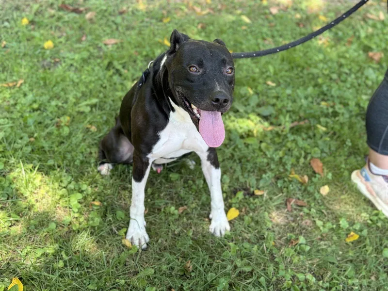 Chestnut thumbnail 3