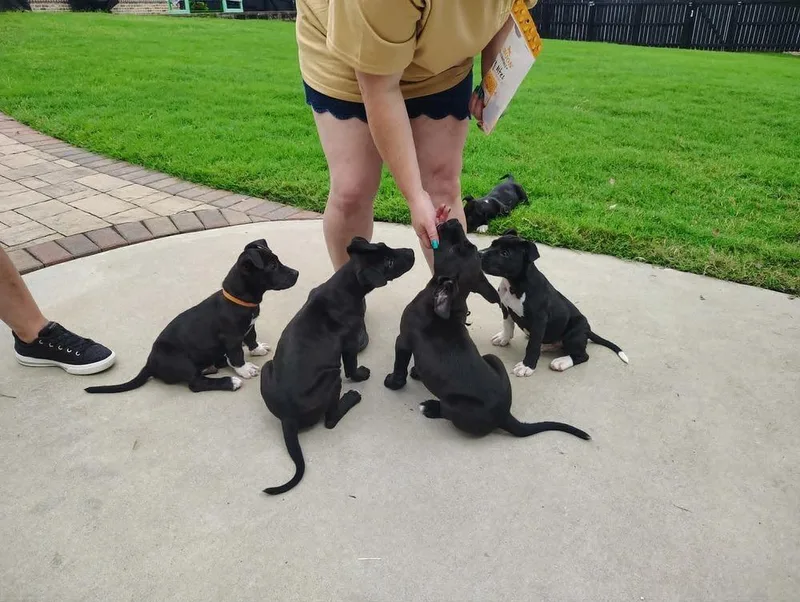 A baby medium-sized female Tricolor (Brown, Black, & White) Labrador Retriever dog named Luisa for adoption in Gillsville, GA