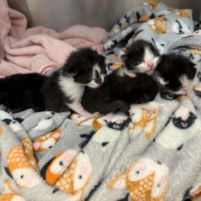 A baby small-sized female Black Domestic Short Hair cat named Pebble for adoption in Tulsa, OK
