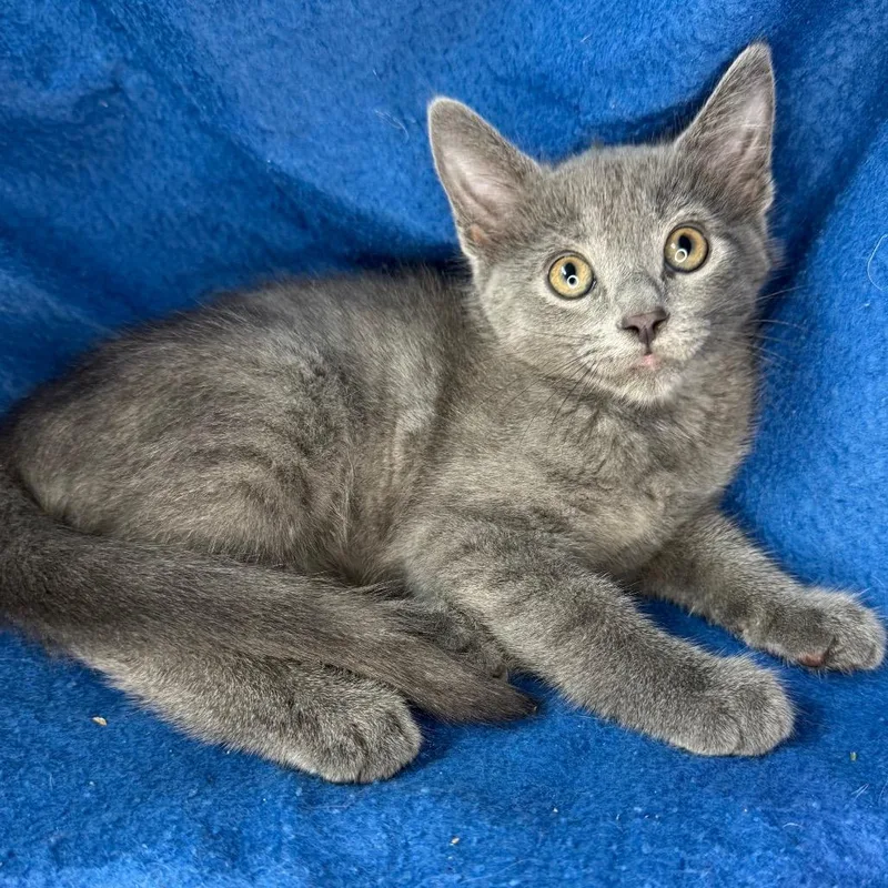 A baby small-sized male Gray / Blue / Silver Russian Blue cat named Buddy for adoption in Mount Vernon, IL