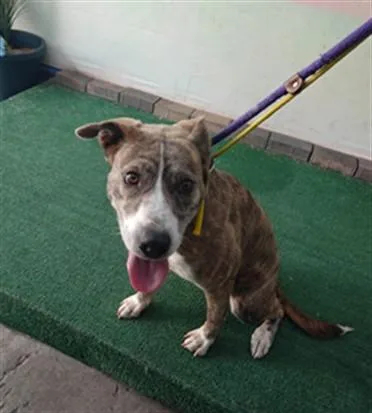 A young large-sized female Pit Bull Terrier dog named Gracie for adoption in Baldwin Park, CA