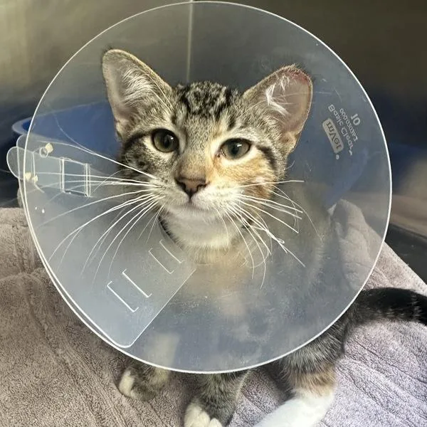 A baby small-sized female Domestic Short Hair cat named Minorca for adoption in Walnut Creek, CA