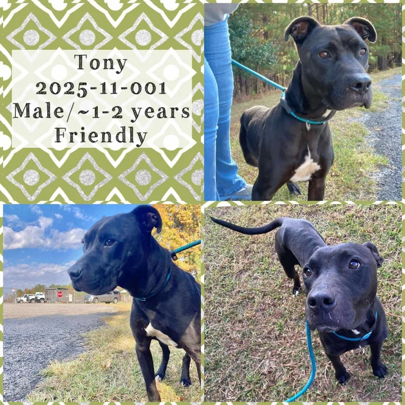 A young medium-sized male Pit Bull Terrier dog named Buck for adoption in Winder, GA