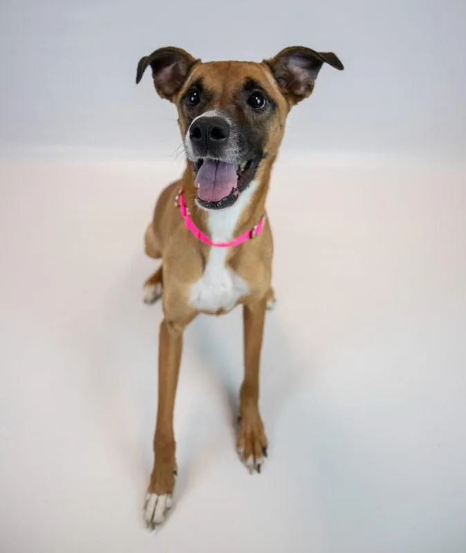 An adult medium-sized female Boxer dog named Nora for adoption in Kennesaw, GA