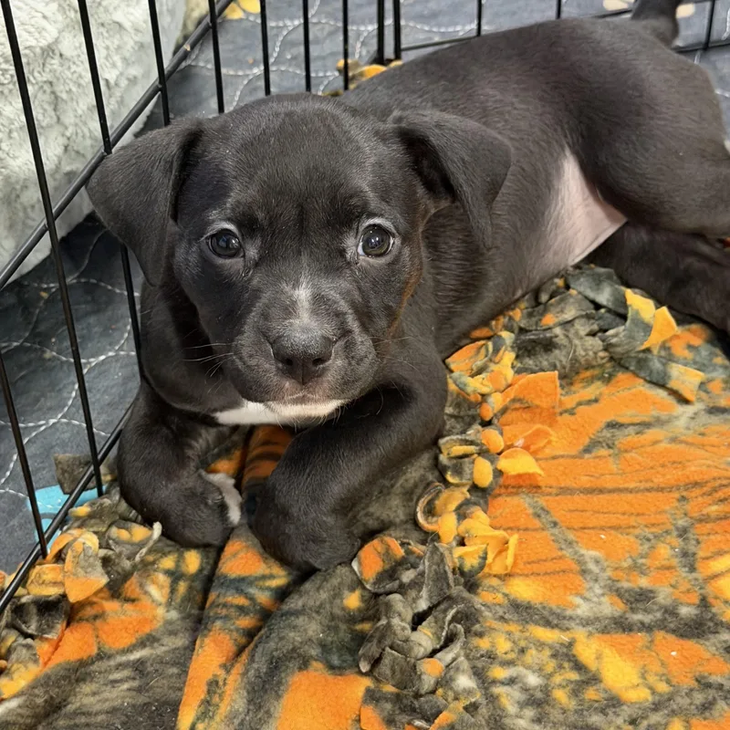 A baby medium-sized female Black American Staffordshire Terrier dog named Rosaline for adoption in Bettendorf, IA