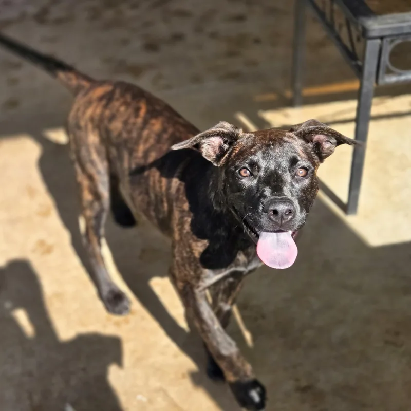 A young medium-sized female Brindle Shepherd dog named Shiloh for adoption in Sheridan, AR