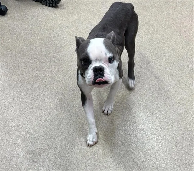 An adult medium-sized male English Bulldog dog named Gabe for adoption in Grand Prairie, TX