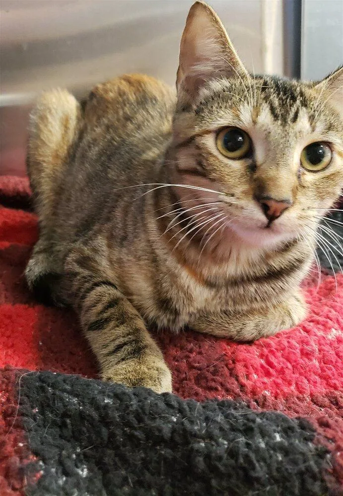 Tortellini thumbnail 2