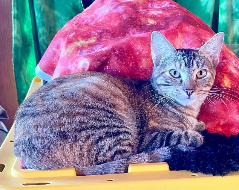 Tortellini thumbnail 3