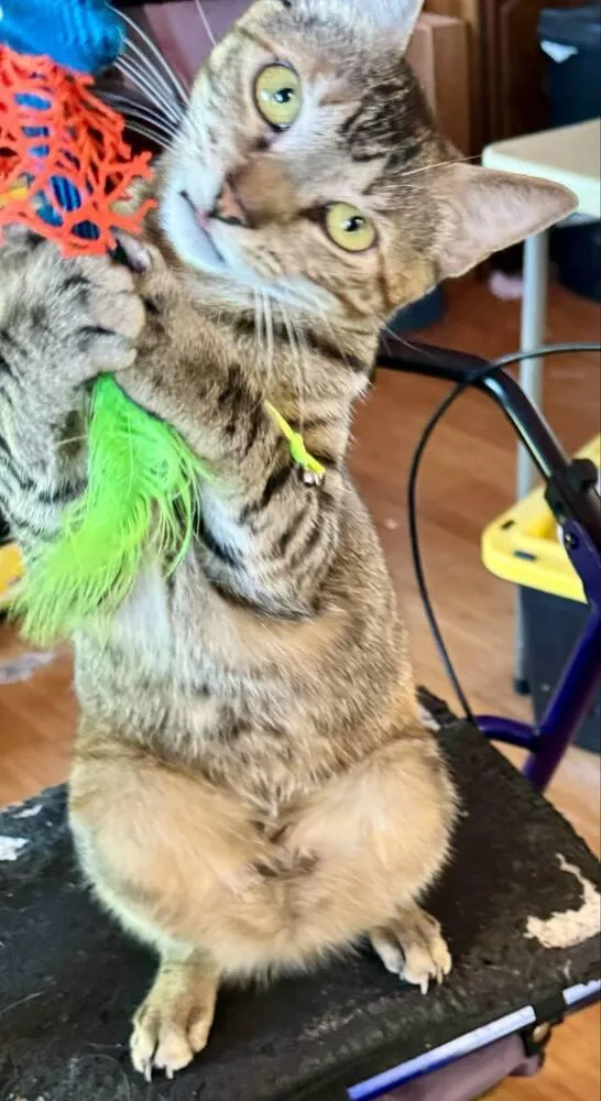 Tortellini thumbnail 4