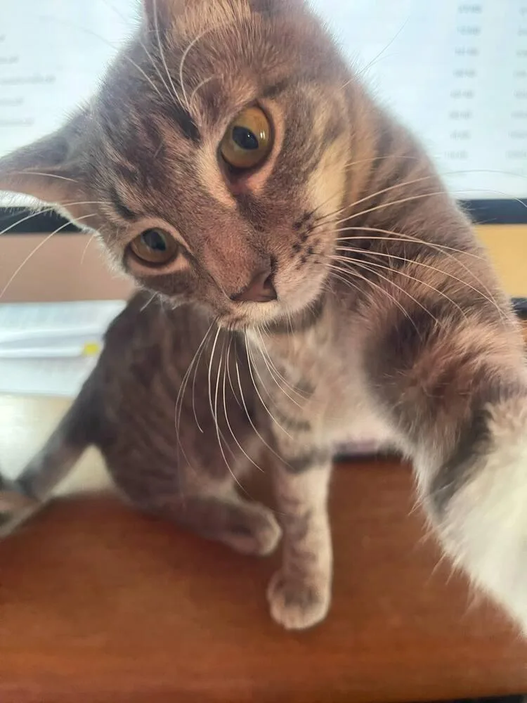 Tortellini thumbnail 6