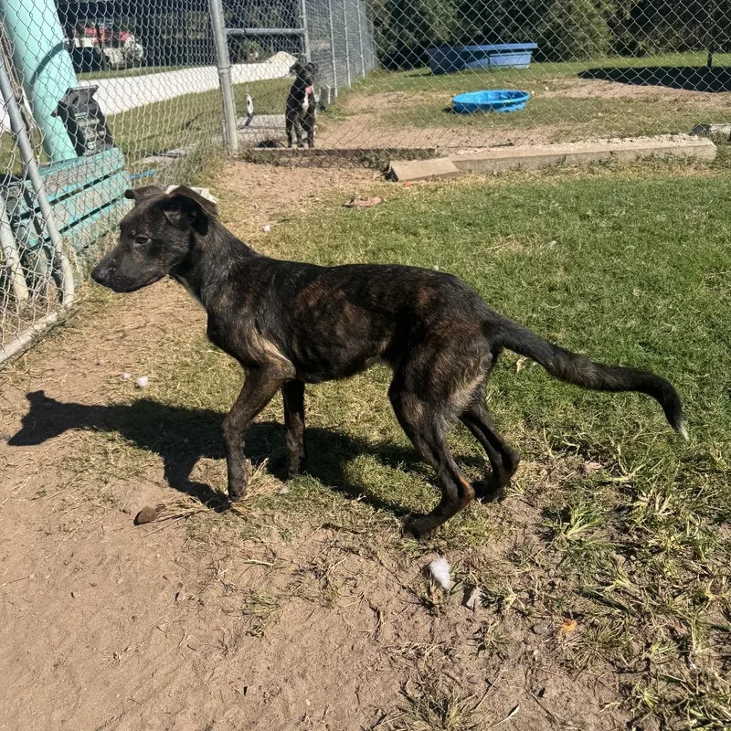 A young small-sized female Brindle Shepherd dog named Nyx for adoption in Hinesville, GA