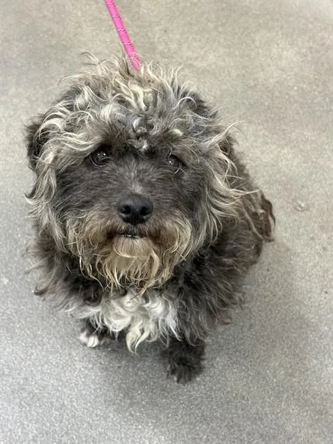 An adult medium-sized male Terrier dog named Patrick for adoption in Upper Marlboro, MD