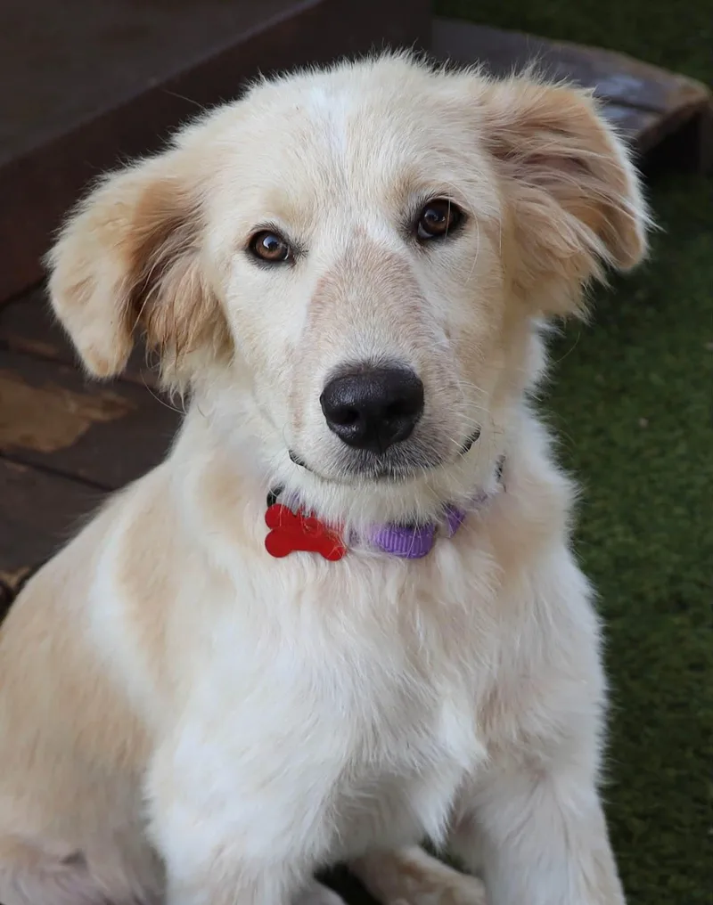 A baby large-sized female Golden Retriever dog named Clementine for adoption in Keller, TX