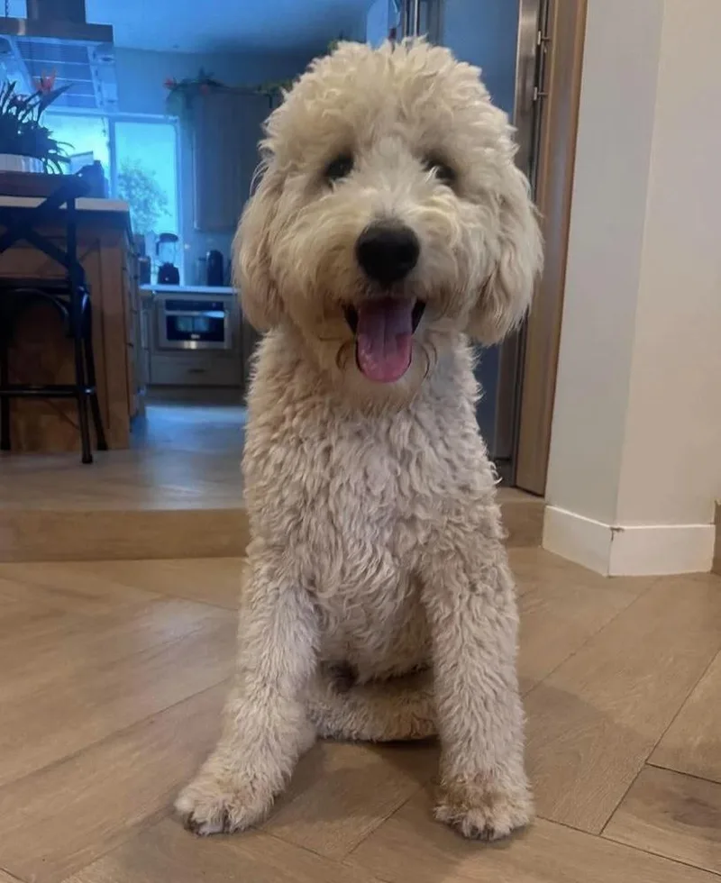 An adult medium-sized male White / Cream Goldendoodle dog named Skippy for adoption in Mission Viejo, CA