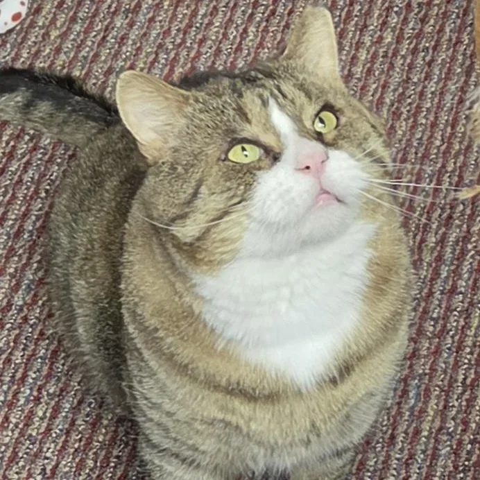 An adult large-sized male Tabby (Brown / Chocolate) American Shorthair cat named Bruno for adoption in Parlin, NJ