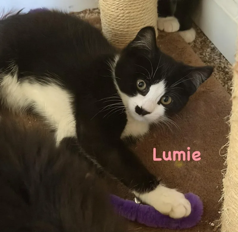 A baby small-sized female Black & White / Tuxedo Domestic Short Hair cat named Lumie for adoption in Telford, PA