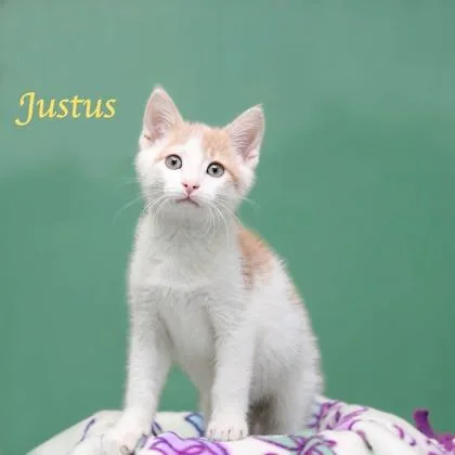 A baby small-sized male Domestic Short Hair cat named Justus for adoption in Parma, OH