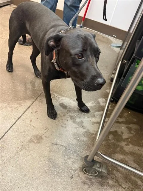 A young large-sized male Labrador Retriever dog named Shadow for adoption in Tucson, AZ