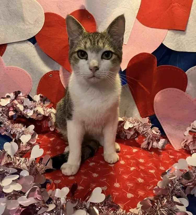 A young medium-sized male Domestic Short Hair cat named Denver for adoption in Powder Springs, GA