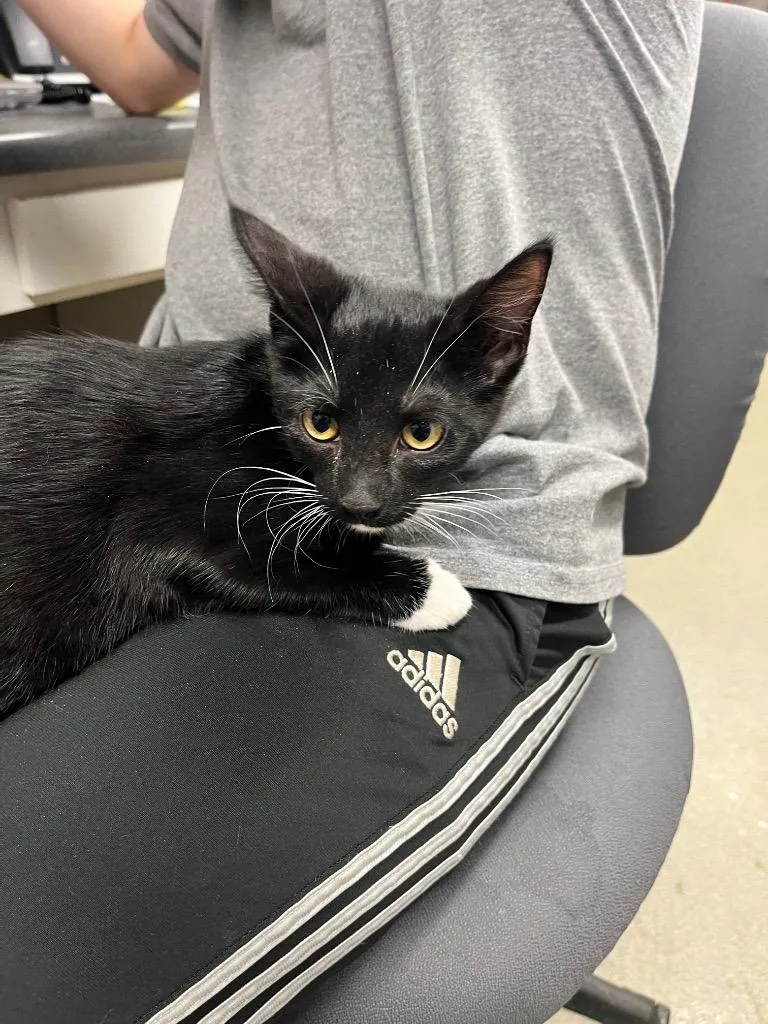 A baby medium-sized female Domestic Short Hair cat named Raven for adoption in Hopkinsville, KY