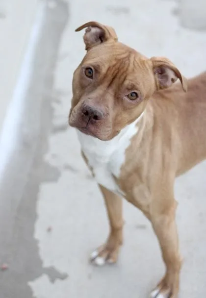 Wrangler thumbnail 2