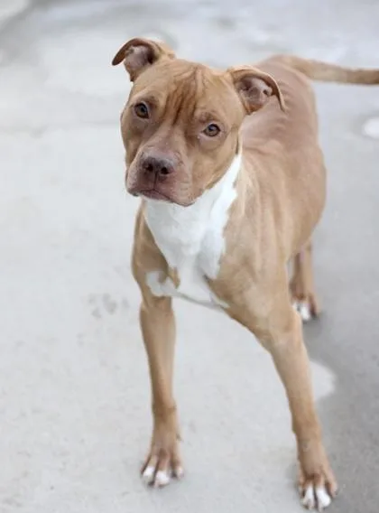 Wrangler thumbnail 3