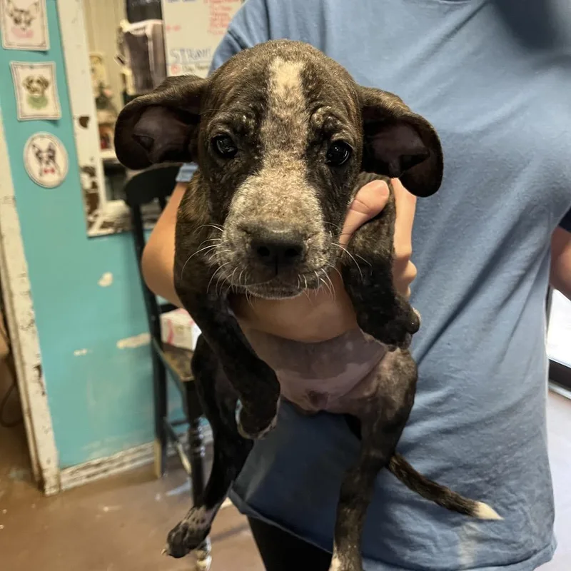 A baby small-sized male Boxer dog named Liberty Mutual for adoption in Stephenville, TX