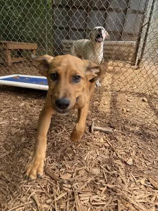 A baby medium-sized male Hound dog named Rusty for adoption in Cumming, GA