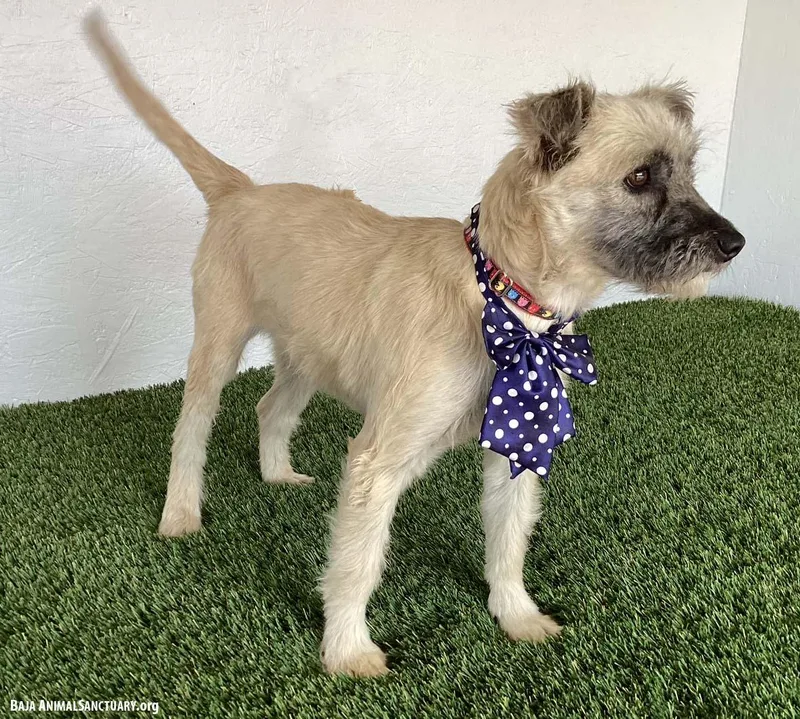 A young small-sized female Yellow / Tan / Blond / Fawn Wheaten Terrier dog named Bess for adoption in San Diego, CA