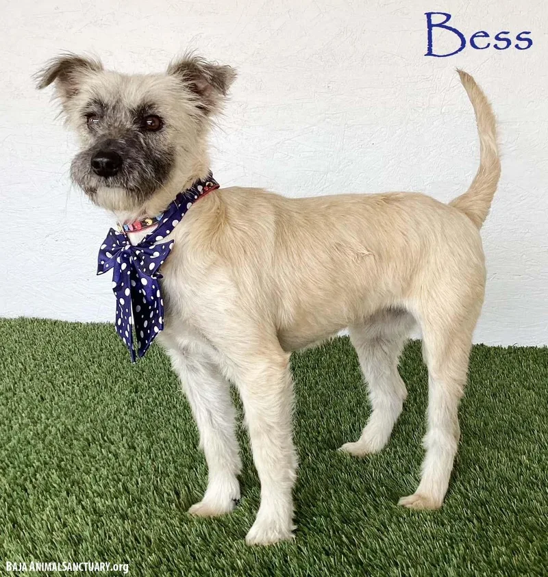 Bess thumbnail 3