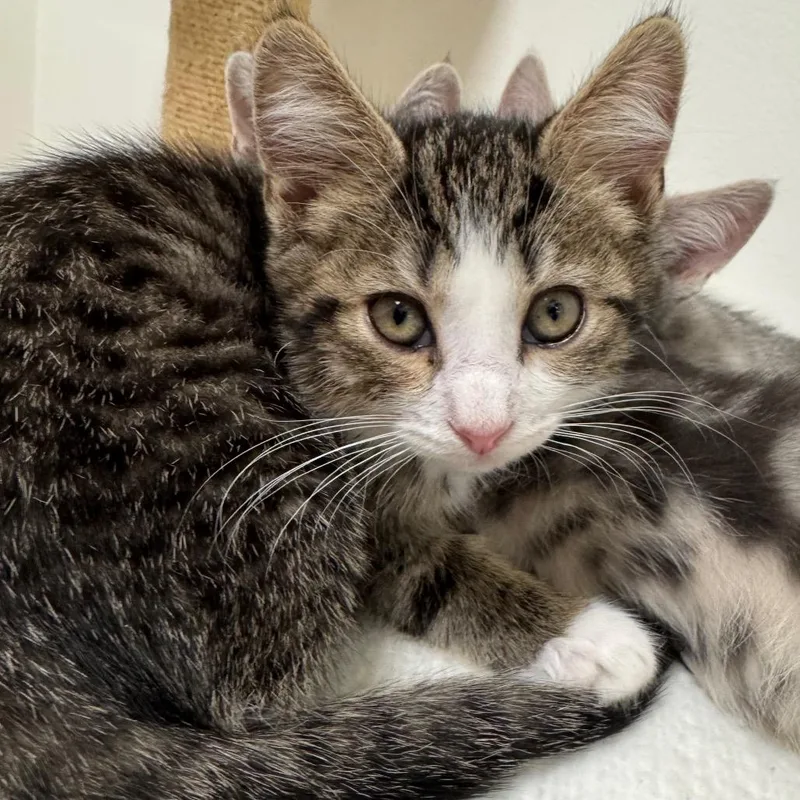 A baby small-sized male Brown / Chocolate Domestic Short Hair cat named Cousin Gary's Garage for adoption in York, PA