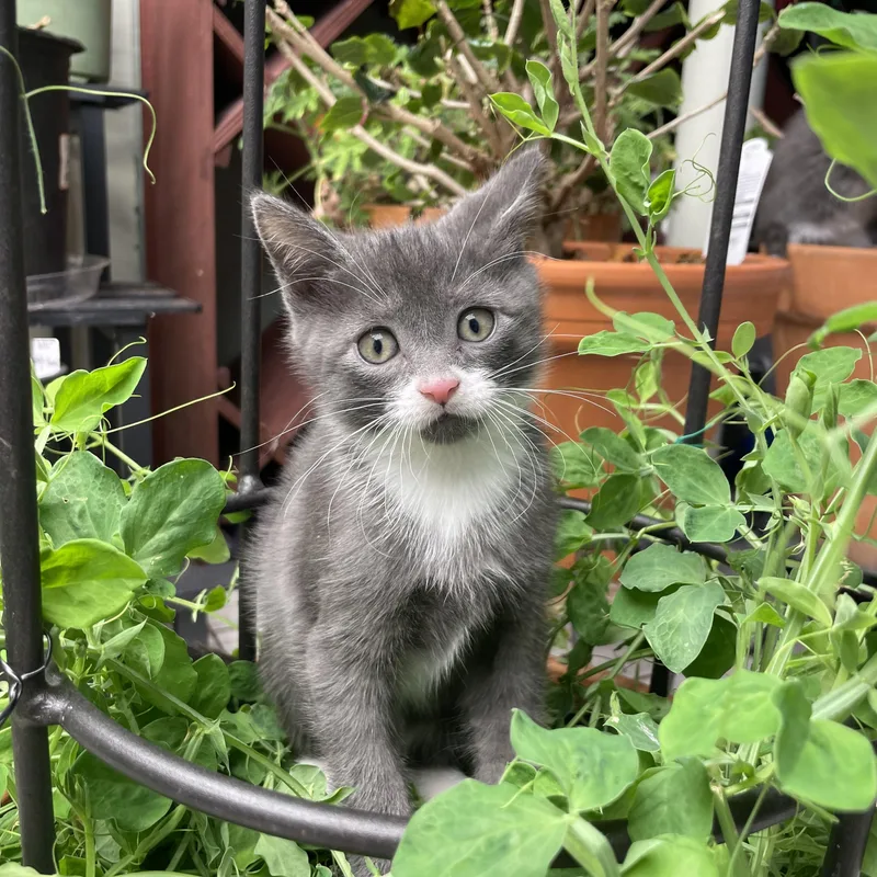 Blossom & Bud thumbnail 2