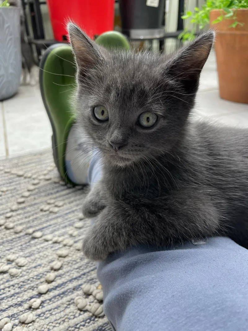 A baby small-sized female Domestic Short Hair cat named Blossom & Bud for adoption in Ardsley, NY