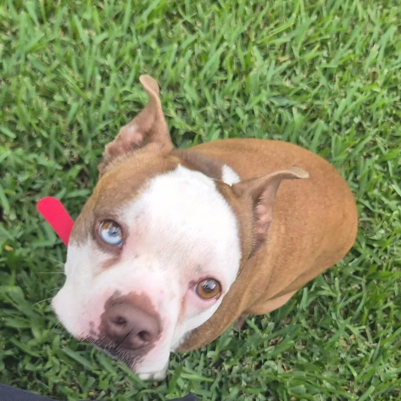 An adult medium-sized male Brown / Chocolate Boston Terrier dog named Snoopy for adoption in New Orleans, LA