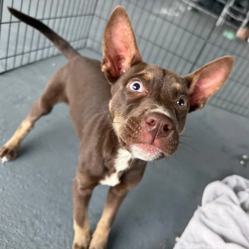 A baby medium-sized female Brown / Chocolate Australian Kelpie dog named Maeday for adoption in Aberdeen, NC